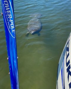 manatee