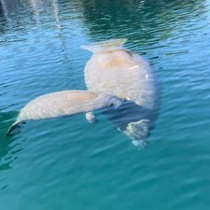 sightseeing manatees