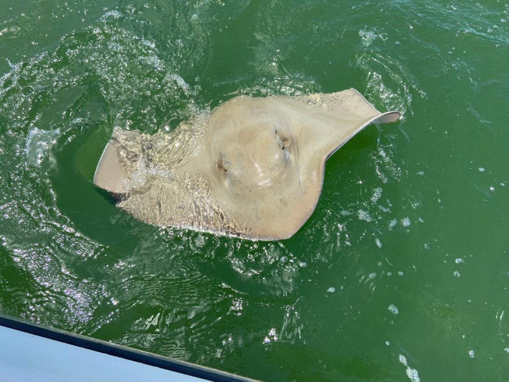 stingray