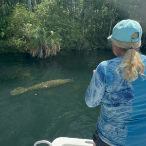 manatee